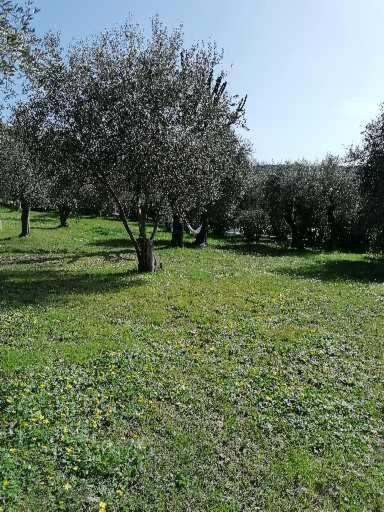 Studio Au Milieu D Une Oliveraie Le Mas De La Huppe Tourrettes-sur-Loup Εξωτερικό φωτογραφία